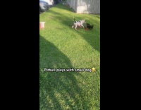Pitbull playing with smaller sized puppy 