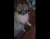 Brown dog wearing sunglasses sits upright 