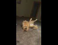 Golden retriever dog rolls around carpet floor 