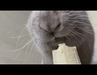 Grey bunny eats banana 