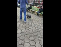 Guy walks pet pig