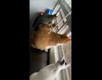 Four cats on window stare at squirrel