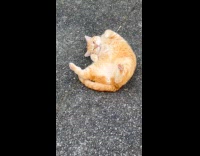 Woman trains orange cat to roll over