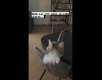Cat on chair tries to grab owners food 