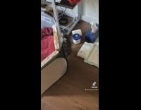 Big cat tackles cage while little cat climbs it 