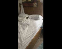 Grey cat in middle of bed under blanket