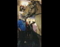 Collab KaleSaladIG - Woman hits by police horse Mardi gras