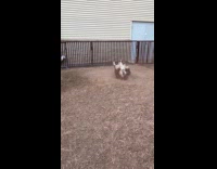 Woman cheers donkey rolls on the ground