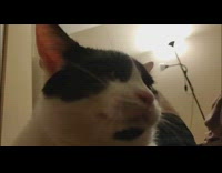 Black and white cat laying down yawns