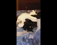 Two cats grooming on bed and dog sniffing cats