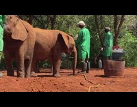 Elephant drinks water straight from the hose