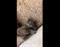 Grey Cat Stretches Arms Toward Camera in Boomerang 