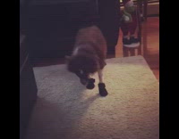 Brown dog on carpet with shoes socks on doesnt like it