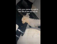 Collab VIBES - White dog on car ride at 3am 