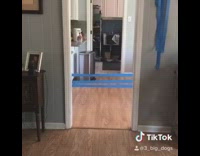 Dog does limbo with blue tape