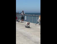 Dog ride skateboard girl skate backwards fall fails