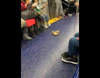 Cinderella lost both shoes on the train
