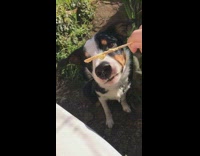 Black white dog eats yellow popsicle 