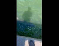 Dolphin swim and chases fish near filmer