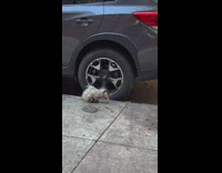 Giant rat eats food along the street in new york 