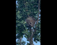 Collab WINY - Hornets nest on tree beside elementary playground