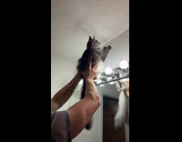 Man use cat to catch insect on ceiling