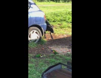 Five parakeet bird eats food of the black goat