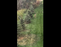 Deer playing with bunny rabbit