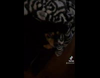 Dog on couch looks over reacts to audio