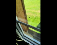 Spider and fly spins around near window