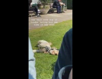 Collab PubityPets - Poodle dog on leash rolls back in grass