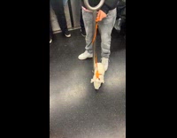 Bunny on leash rides train with owner