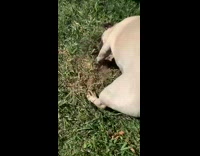 Pug digs a hole in grass then shows face 