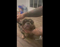 Owner brushes smiling pitbull with makeup brush