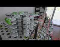 Red marbles go down homemade obstacle course