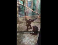 Collab BitchMP - Monkey zoo throw rat rope