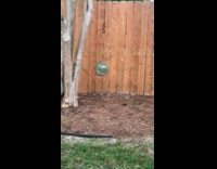 Neighbor dog peeks at the fence bubble and barks