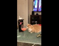 Orange white cat pushes straw umbrella on drink