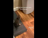 Collab BitchIG2 - Kitten and Hamster in Ball Plays on Floor