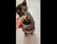 Lykoi cat licks treat 