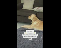 Brown dog laying on floor sniffling