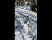Woman at zoo approached by piebald deer