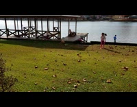 Collab DailyDoseOfInternet - Brown dog play and push girl down