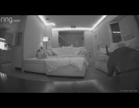 Dog walks up to camera to give it a sniff