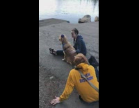 Golden retriever dog american flag top hat 