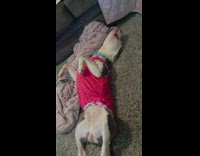 Loud music wakes sleeping dog