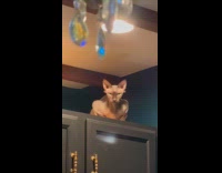 Cat stares at hooman from top of cupboard
