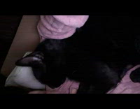 Pink sweater girl kisses black cat bed 