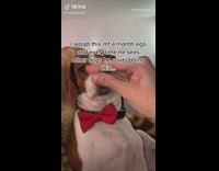 Dog sniffs own butt near other dogs 