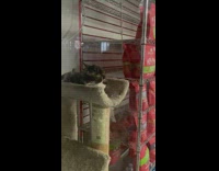 Rat inside bodega and bodega cat not doing anything